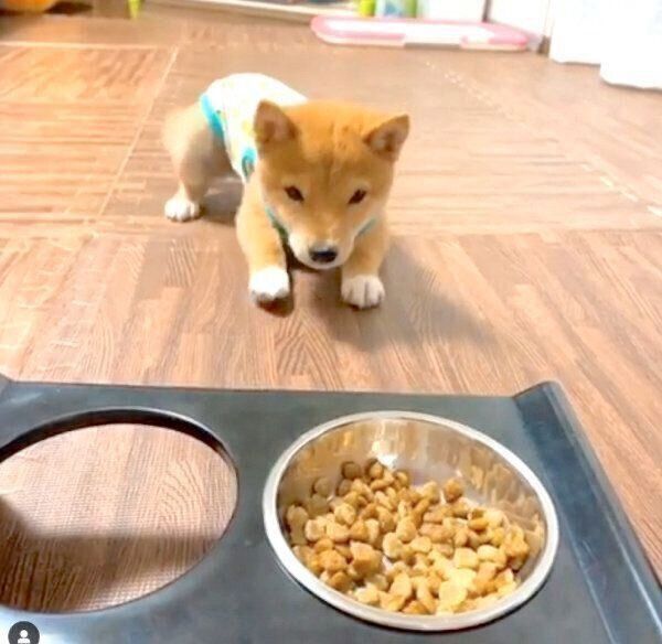 逆ハイハイするうにくん