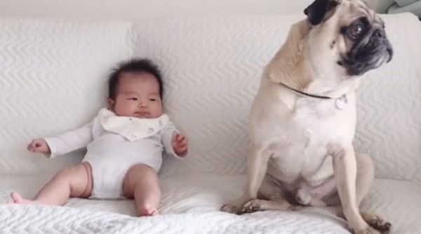 子どもと仲良しなパグ