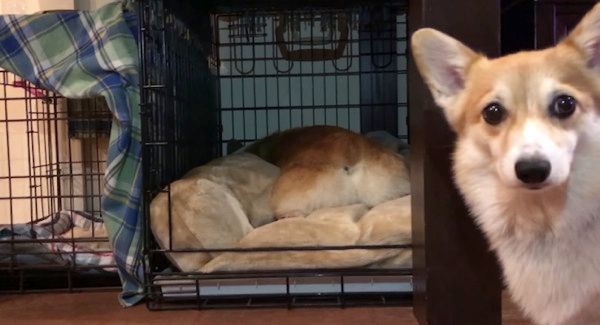 見つめるコーギー
