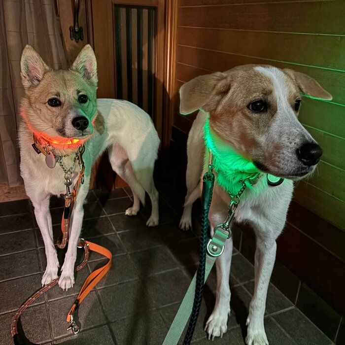 夜のお散歩 光る首輪をつける愛犬たち
