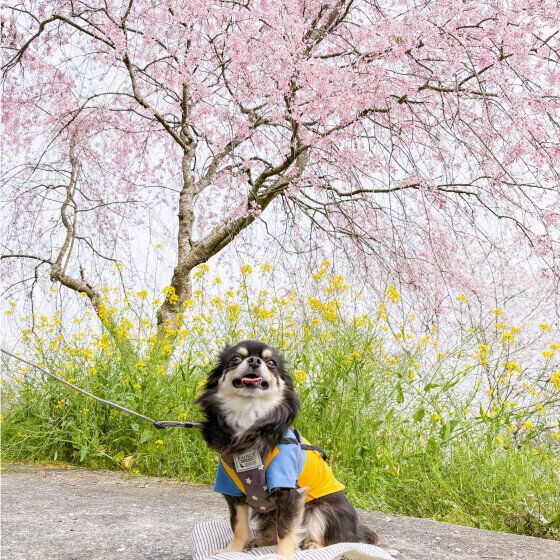 桜と菜の花とチワワ