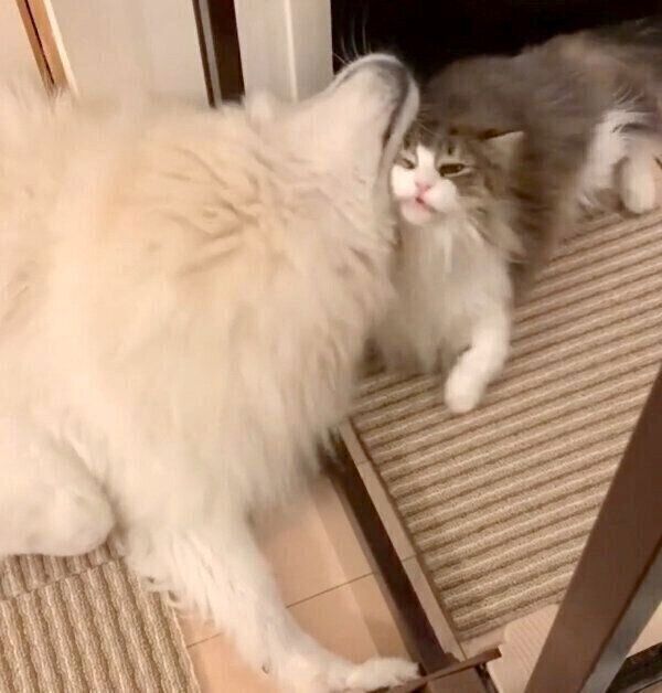 朝陽くんにスリスリする小晴ちゃん