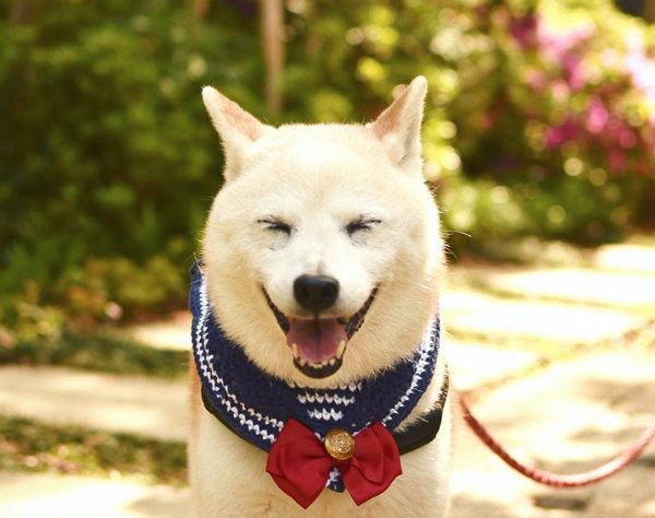 柴犬のはなちゃん