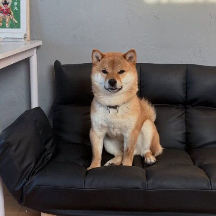 ソファの上ですまして座るくま丸くん