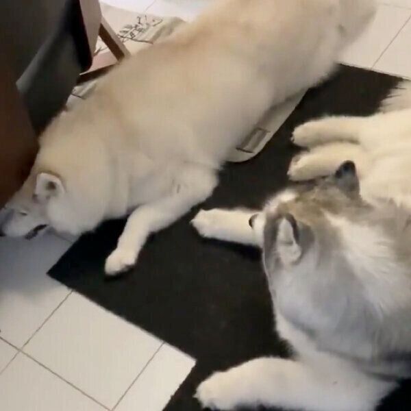 フィスくんの隣にいたいグーちゃん