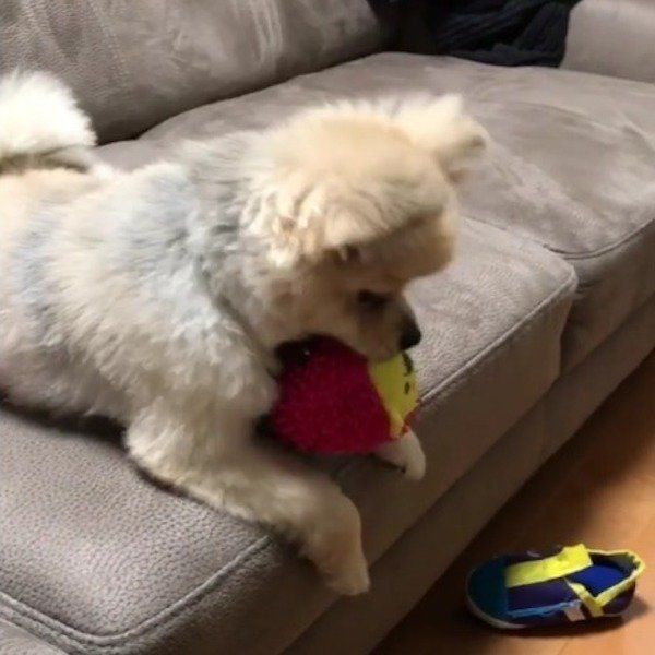ポメラニアン