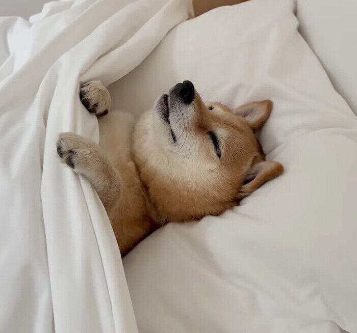 布団で眠るはなちゃん