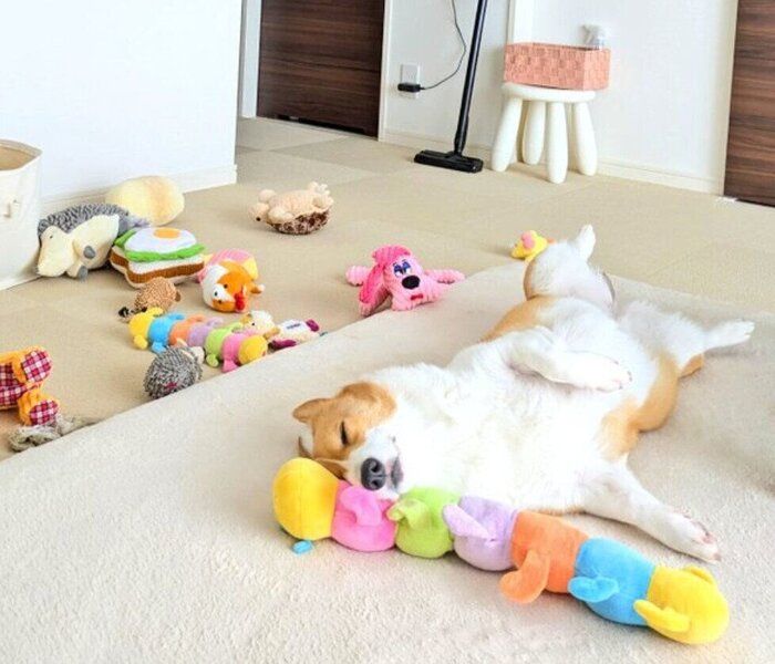 遊び疲れて寝落ちするこまちちゃん