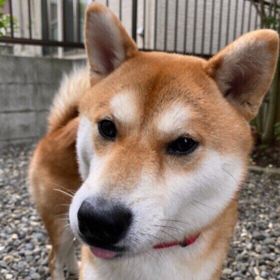 舌が出たままの柴犬