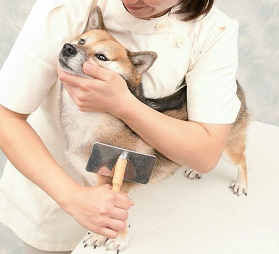 後ろから抱きかかえて立つ柴犬