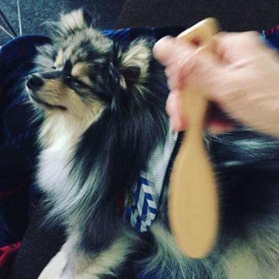 ポメラニアン