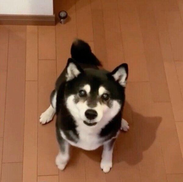 ごはんが食べたくて前足をパタパタ動かしちゃう豆太郎くん