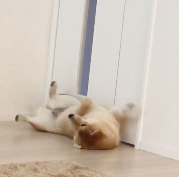 寝転ぶ柴犬