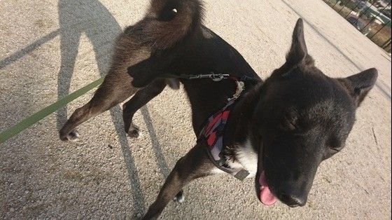 お散歩する犬