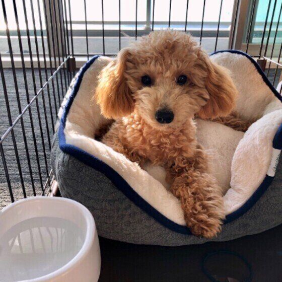 ベッドでくつろぐ犬(メス、トイ・プードル)