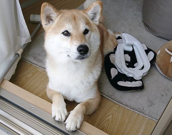 くつろぐ柴犬