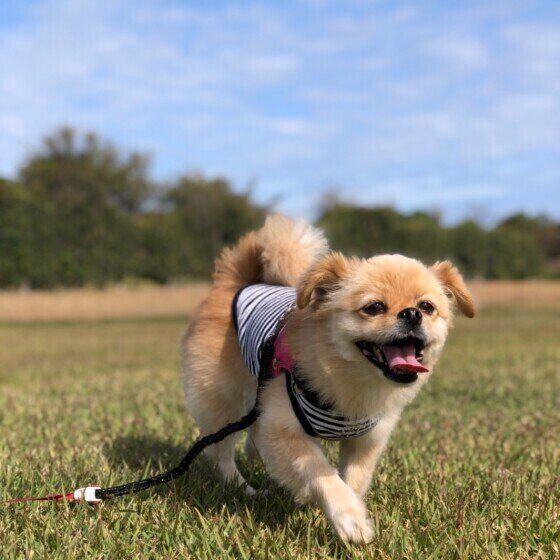 楽しそうにお散歩するMix犬