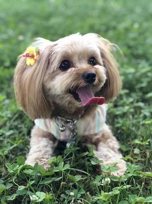 舌をペロッと出す犬