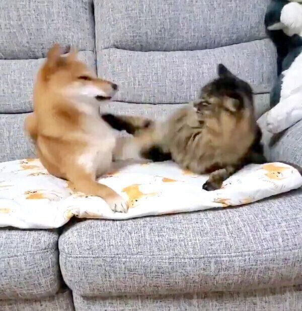じゃれ合う犬のなつちゃんと、猫のハナちゃん
