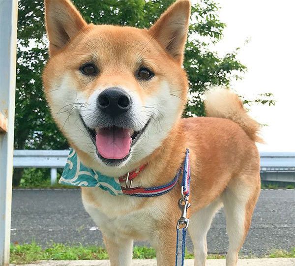 見つめる柴犬