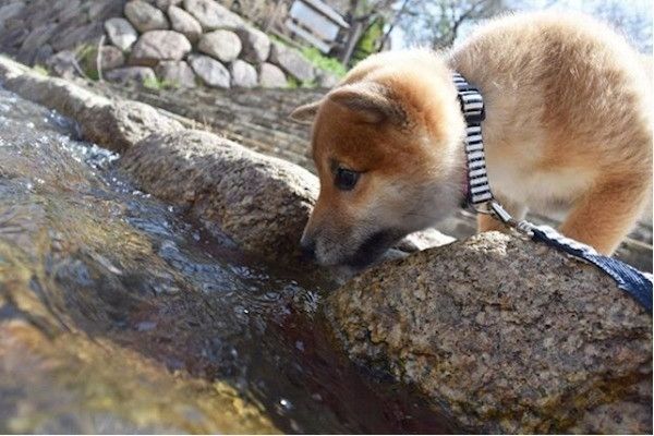柴犬