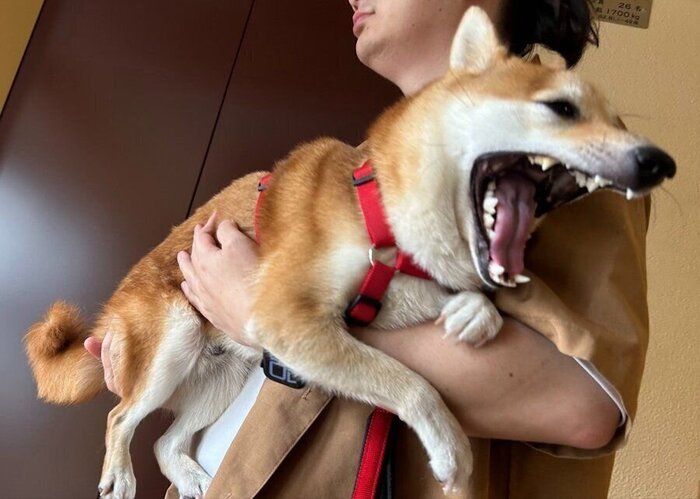 話題になった投稿写真 飼い主さんに抱っこをされるもにくん