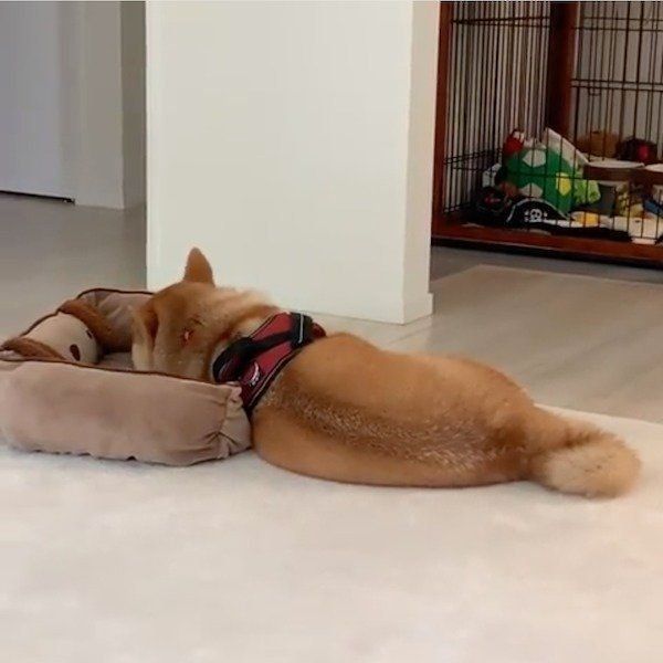 ふてくされる柴犬