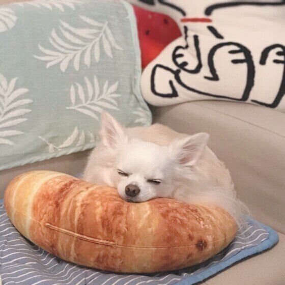 チワワのミルクくん