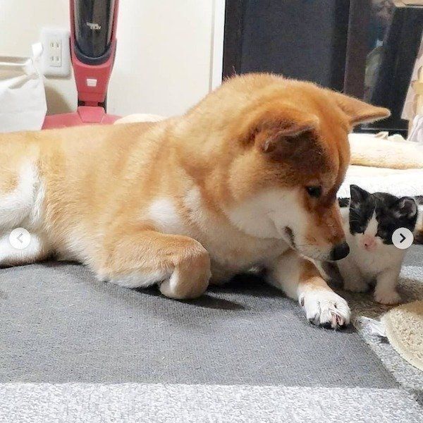 柴犬の小春ちゃんと猫のぶち助くん