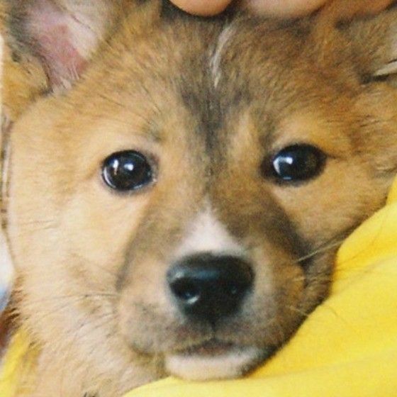 保護犬
