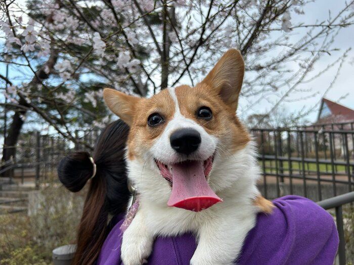 花見を楽しんだときの様子