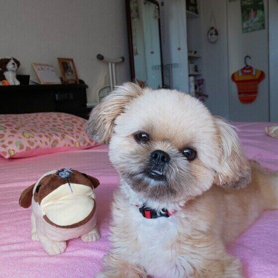 見つめるMix犬