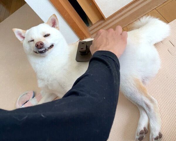 ブラッシング中のまめたちゃん