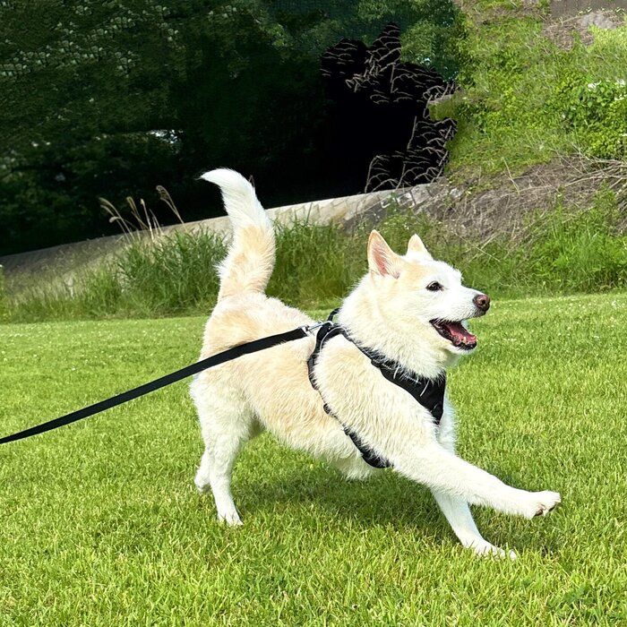 笑顔の表情で走る犬