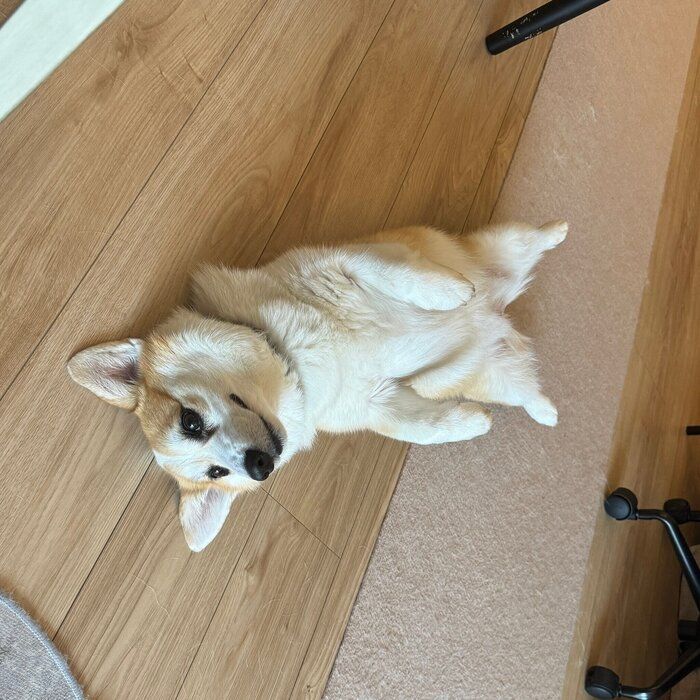 ヘソ天するルルちゃん