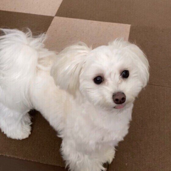 お部屋の中のミックス小型犬