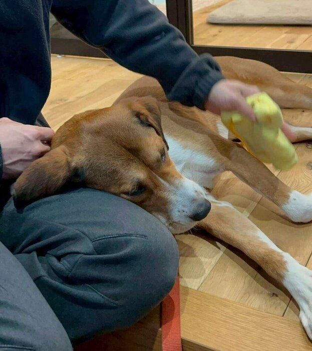 散歩後に足を拭いている途中で甘える虎次郎くん