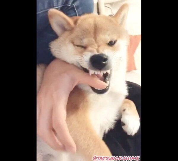 ムキ顔を見せるタツノコ姫ちゃん