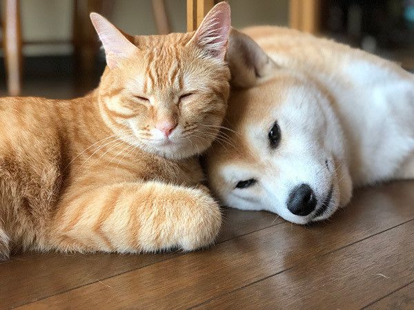いつも一緒にいたい柴犬と茶トラ猫