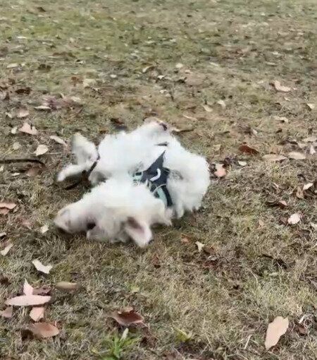 ゴロゴロ、スリスリし始めるくまたろうくん