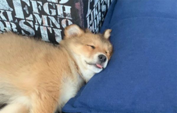 眠るラテちゃん