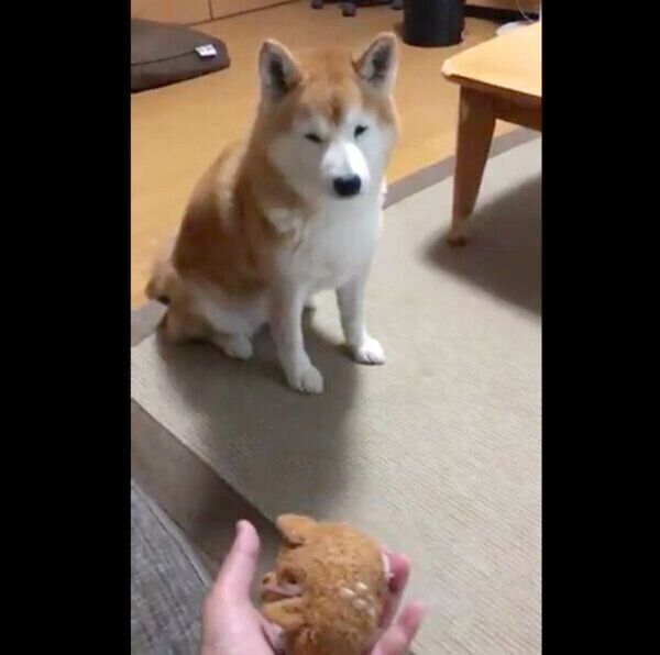 ぬいぐるみを持ってきたロペさん