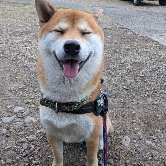 柴 コロ 笑顔