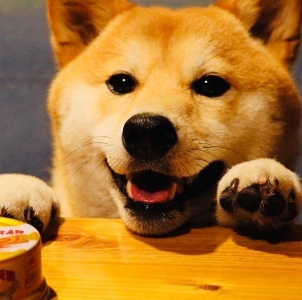 見つめる柴犬