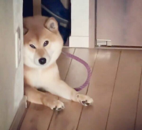 散歩に早く行きたくて不貞腐れるエマちゃん