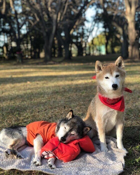 柴 まるちゃん&お兄ちゃん犬