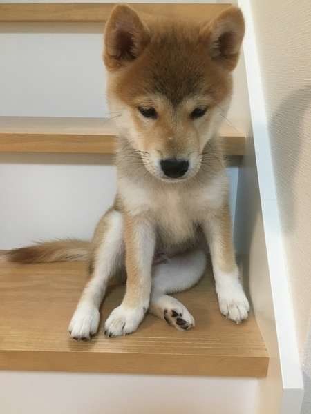 柴