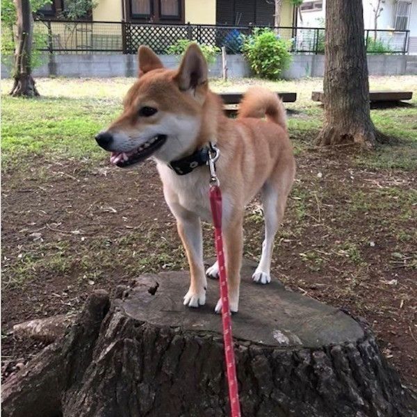 サスケくん