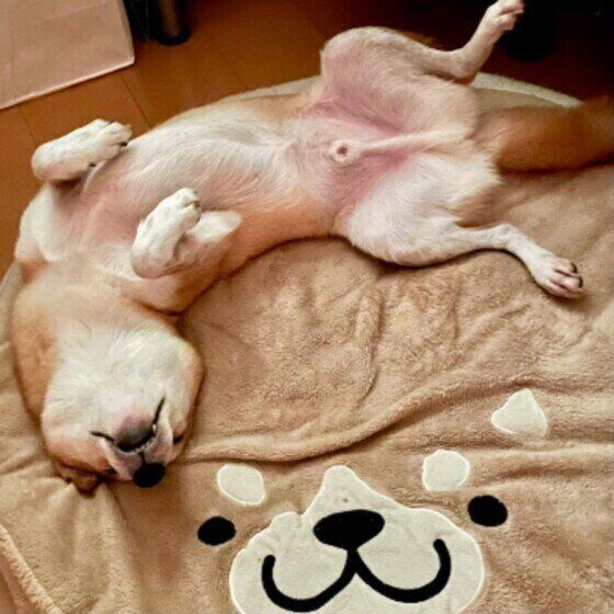 犬がリラックスしているサイン シチュエーション別にご紹介！｜いぬの