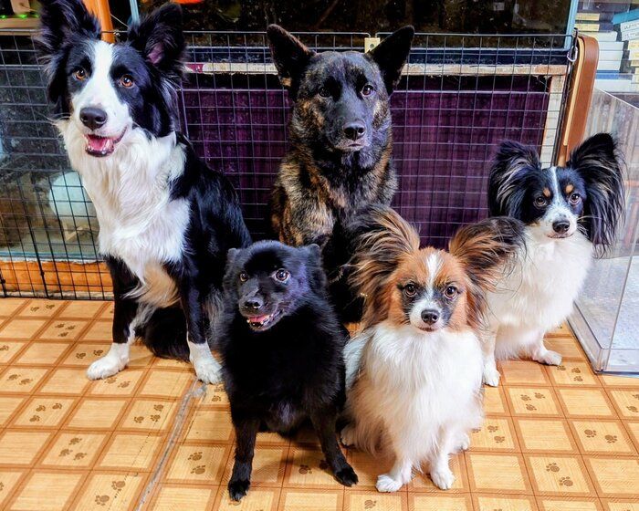 ボーダーコリー(後列左)、甲斐犬(後列真ん中)、パピヨン(後列右)、スキッパーキ(前列左)、パピヨン(前列右)